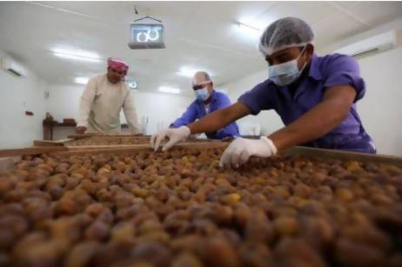 Workers sort dates at Al Dahra Agriculture farm in Al Ain. Pawan Singh / The National