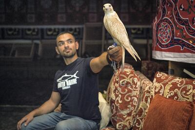 Kuwaiti falconer Ahmad Abbas, 29, exhibits Thahab, his Saker falcon, bought in 2018 for US $30,000 from a breeding center in Germany.