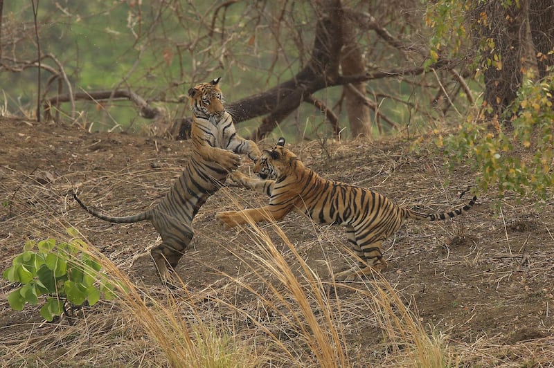 Wildlife photographer Aishwarya Sridhar was only 14 when she first met Maya, right, during a visit the Tadoba Andhari National Park. National Geographic 