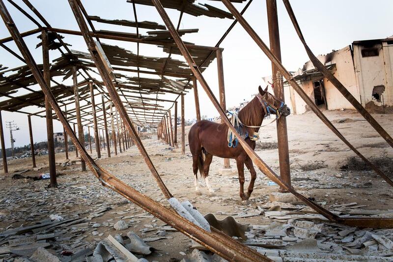 A horse tethered to the remains of a building in the Shajaya neighbourhood that saw 60% of the buildings destroyed during the August 2014 war with Israel, code-named ‘Operation Protective Edge’.