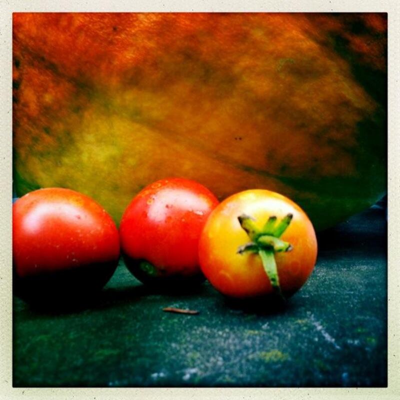 Silvia Razgova's iPhone food shoot: Freshly picked tomatoes. Silvia Razgova / The National
