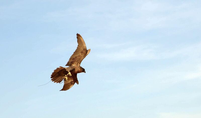 Breeding falcons and hunting with them is a time-honoured tradition in Emirati life.