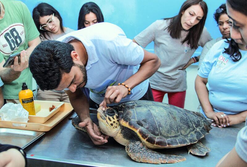 About 35 turtles have been cared for at the centre in the past year as part of the Mediterranean-wide Life Med Turtle project.