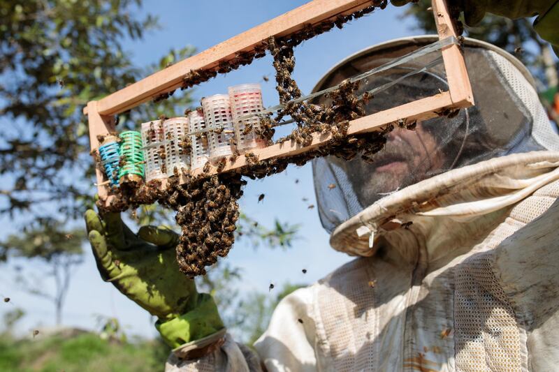 A worker inspects a frame from a bee hive of European honey bees in Sao Roque, Sao Paulo state, Brazil.  Bloomberg