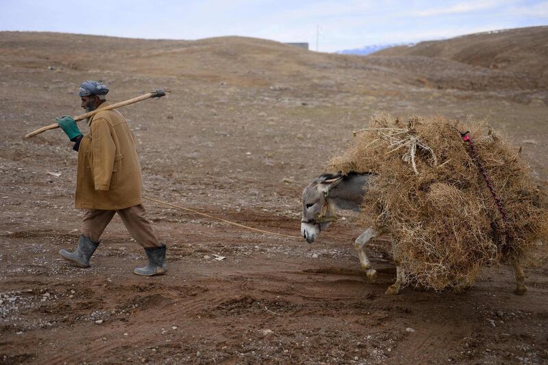 A man transports firewood on a donkey on the outskirts of Herat. AFP