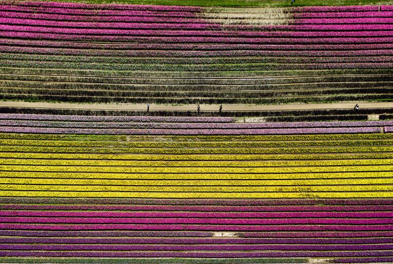 Rows of tulips at the Harrison Tulip Festival, in Agassiz, British Columbia, western Canada. AP