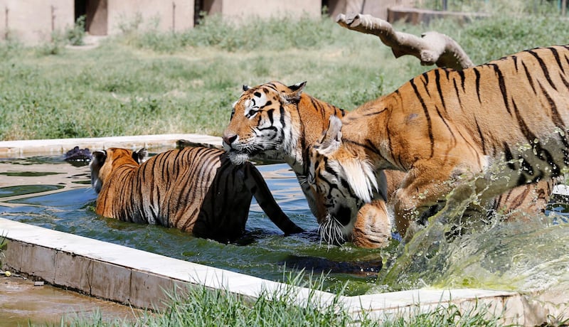 Tigers are seen swimming in a pond at Al Zawra zoo in Baghdad, Iraq. Reuters