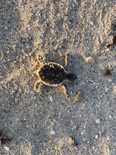 A baby hawksbill turtle makes its way into the sea at Saadiyat beach. Insun Woo/NYUAD