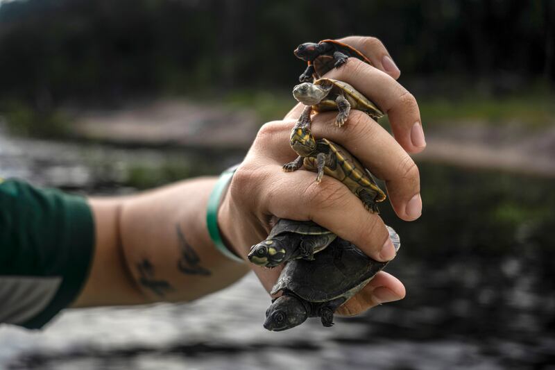 An environmental agent from the Chico Mendes Institute for Biodiversity Conservation holds five species of turtle hatchling to be released into the wild near Manaus, Brazil. EPA