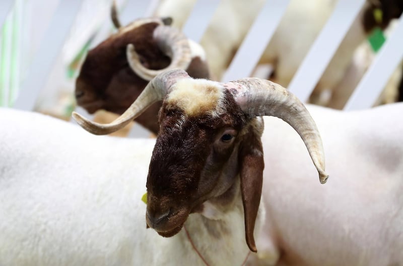 ABU DHABI ,  UNITED ARAB EMIRATES , SEPTEMBER 2 – 2019 :- Goats during the EuroTier Middle East animal farming exhibition held at ADNEC in Abu Dhabi. ( Pawan Singh / The National ) For News. Story by Daniel