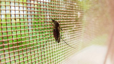 The UAE is intensifying anti-mosquito measures following recent heavy rain. Photo: Pixabay