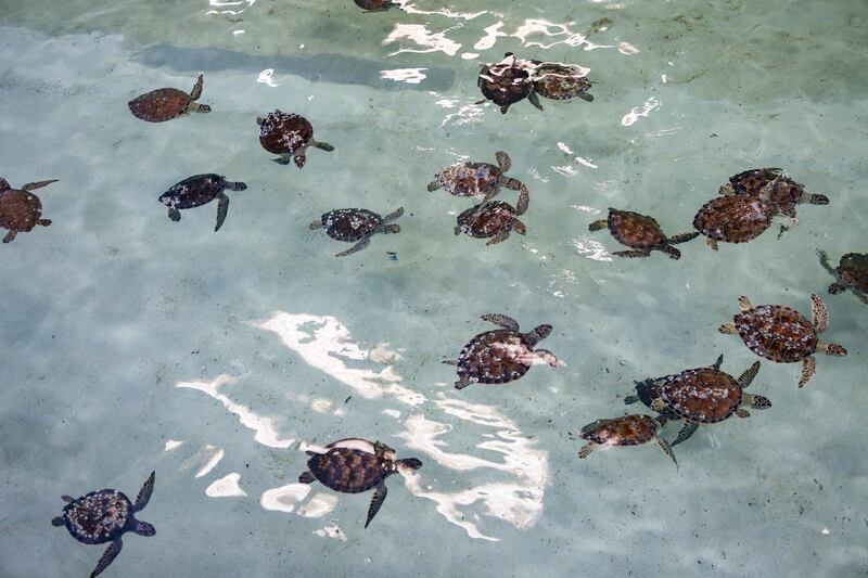 Sea turtles are seen during rescue and rehabilitation at the Texas State Aquarium Wildlife Rescue Center in Corpus Christi, Texas. AP