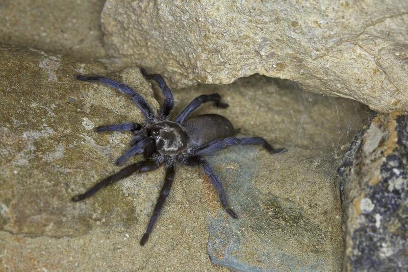 The first tarantula species to be discovered that is native to the UAE. Courtesy Priscilla van Andel