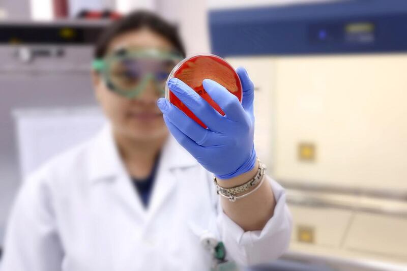 A laboratory technician handles samples for testing at the microbiology unit of Al Borg Medical Laboratories in Abu Dhabi. Irene García León for The National