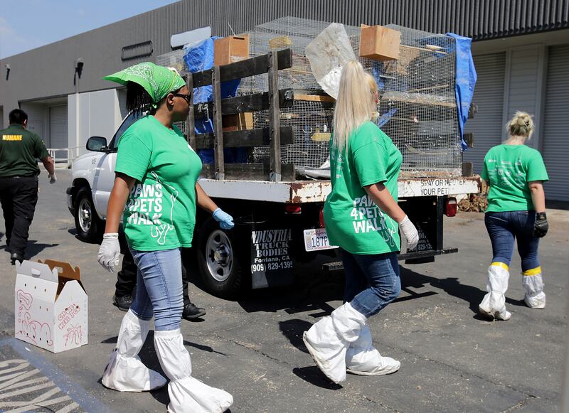 Inland Valley Humane Society workers remove  animals some alive and dead, from a warehouse, Friday, Aug. 4, 2017 in Montclair, Calif. Montclair police stumbled across a trash-strewn industrial building crammed with more than 1,000 snakes, parrots, chickens and other exotic animals when they arrived to serve an arrest warrant on a man there.  (Terry Pierson/Los Angeles Daily News via AP)