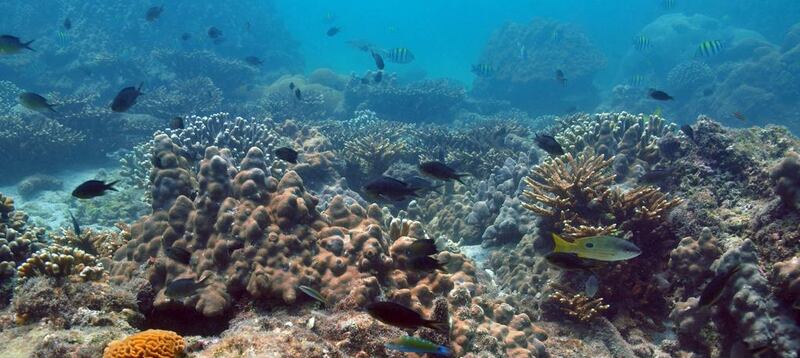 A photo of Musandam Reef near Ras Al Khaimah by John Burt. Courtesy Emirates Natural History Group and Dr John Burt