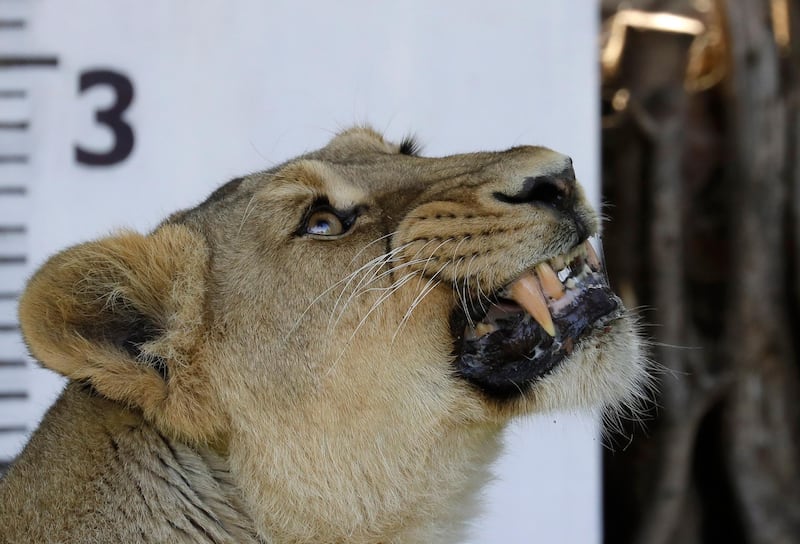 An Asiatic lioness stands in front of a measure rule during the Zoo's annual weigh-in, in London.  AP