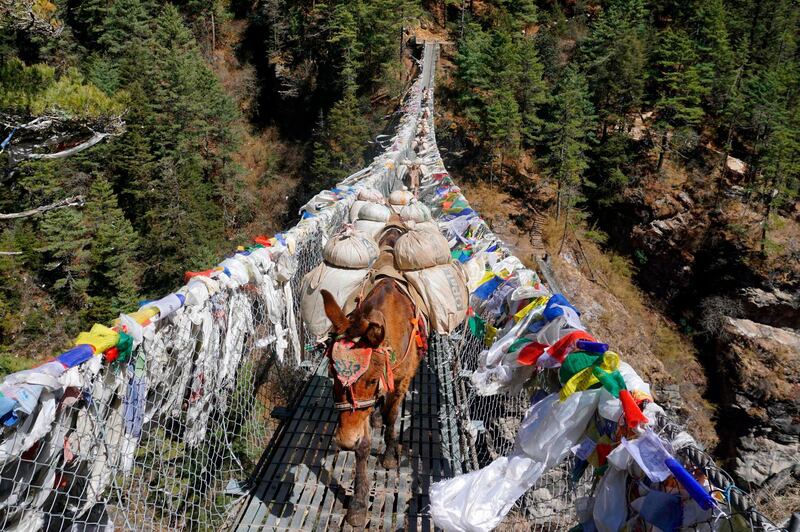Mules carry goods over a bridge in the Everest region during the national lockdown. AFP