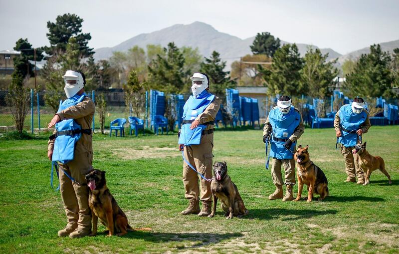 In this photo taken on April 7, 2019, Afghan dog handlers stand as explosive detection dogs sit next to them during a practice session at the Mine Detection Centre (MDC) in Kabul. Naya, a three-year-old Belgian malinois, focuses intently as she leaps over hurdles and zooms through tunnels on an obstacle course at a training centre on a hill overlooking Kabul. - To go with story 'AFGHANISTAN-CONFLICT-MINES, FOCUS' by Thomas Watkins
 / AFP / WAKIL KOHSAR / To go with story 'AFGHANISTAN-CONFLICT-MINES, FOCUS' by Thomas Watkins
