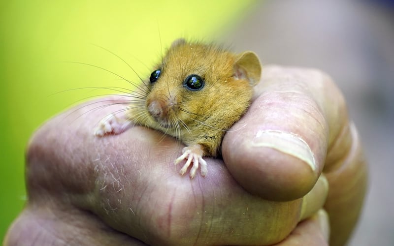 Britain's National Trust says a dormouse waking early is a worrying indicator of climate change. PA