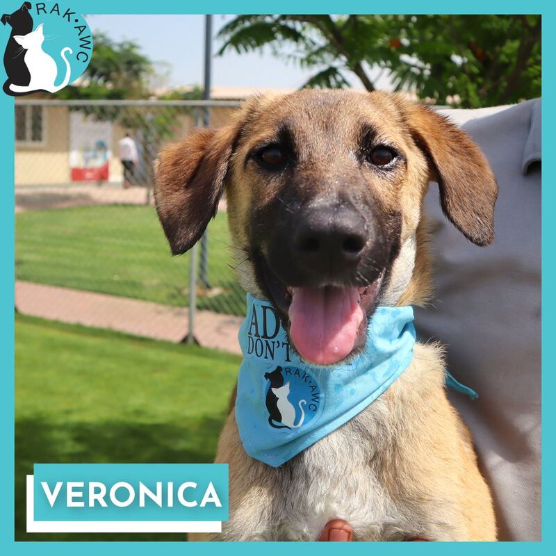 Veronica is one of the dogs up for adoption or foster who will be at the RAK Fine Arts Festival. All photos: RAK Animal Welfare Centre
