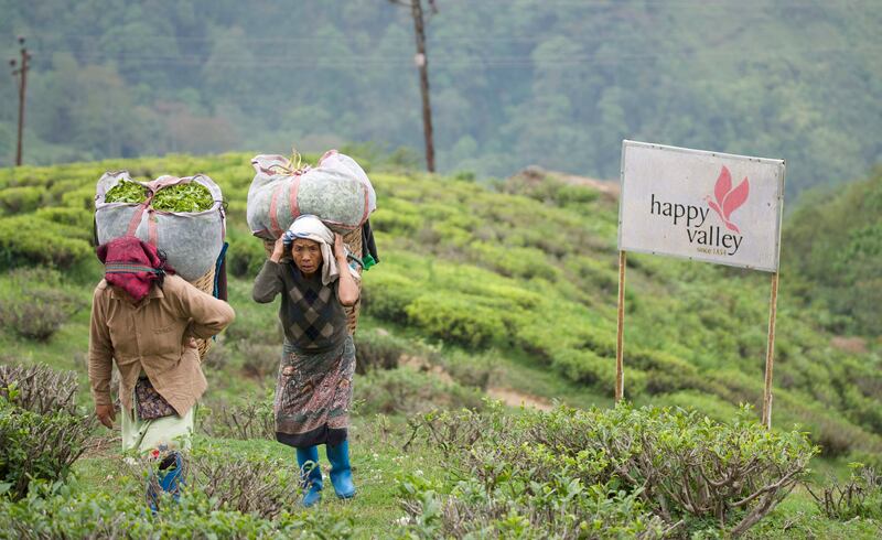 But changing climatic patterns, plus a shift to organic harvesting has affected the quantity and quality of tea produced