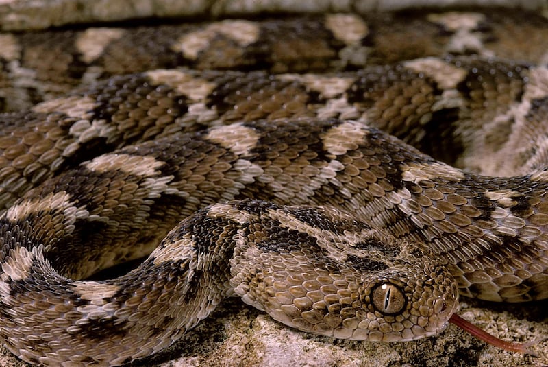 Echis leucogaster (Roman's saw-scaled viper). Getty Images