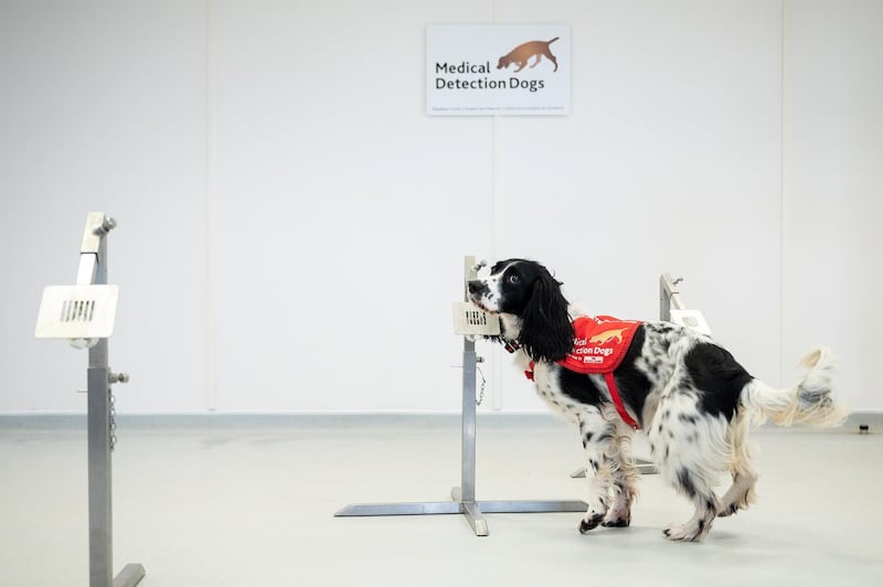 MILTON KEYNES, ENGLAND - MARCH 27: "Freya" correctly detects a sample of malaria from a row of sample pots at the "Medical Detection Dogs" charity headquarters on March 27, 2020 in Milton Keynes, England. The charity is currently working with the London School of Hygiene and Tropical Medicine to test whether the dogs can be re-trained in the next six weeks to provide a rapid, non-invasive diagnosis of the virus. Medical Detection Dogs has successfully trained it's dogs to detect cancer, Parkinson's and bacterial infections, through the sense of smell and is now looking for donations to help cover the costs of the intensive programme. The Coronavirus (COVID-19) pandemic has spread to many countries across the world, claiming over 20,000 lives and infecting hundreds of thousands more. (Photo by Leon Neal/Getty Images)