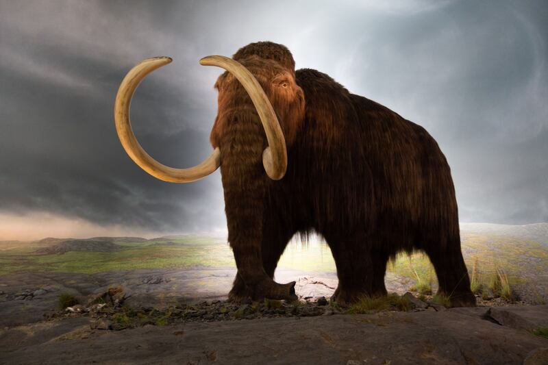 A recreation of a woolly mammoth at the Royal Victoria Museum, Victoria, British Columbia, Canada. Photo: Thomas Quine