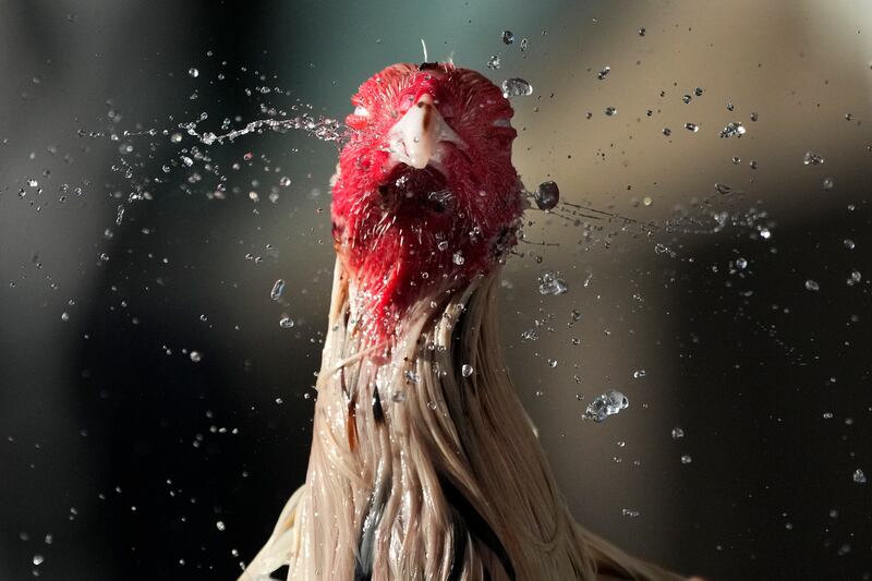 A fighting cock shakes off water from his head after his owner gave him a bath to cool him down during a hot morning in Quezon city, Philippines. AP