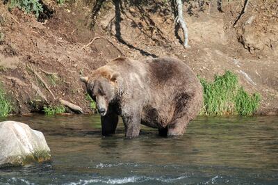 Researchers uncover the secrets of hibernating bears' natural protection against blood clots. Reuters