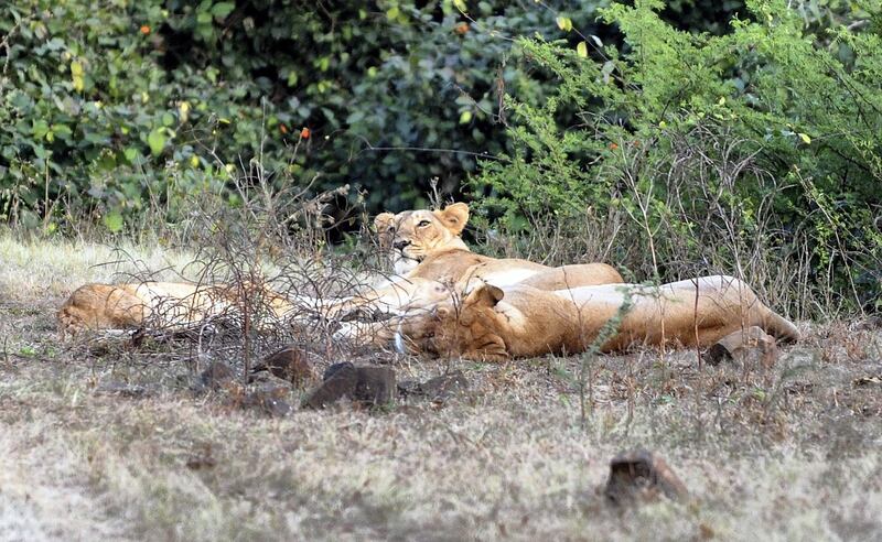 Members of the endangered Asiatic Lions (Panthera leo persica) family rests after a kill at the Gir Forest National Park and Wildlife Sanctuary (Sasan Gir) in Junagadh district of the western Indian state of Gujarat on December 25, 2010. The Asiatic Lions are a subspecies of the lion which survives only in the Gir Forest of Gujarat. The forest and wildlife sanctuary was established in 1965 and is home to approximately 411 lions. AFP PHOTO/Indranil MUKHERJEE / AFP PHOTO / INDRANIL MUKHERJEE