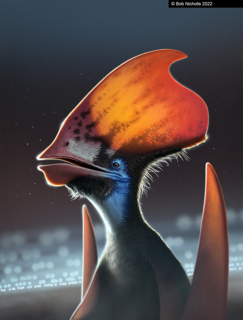 An artist’s recreation of the Tupandactylus, which researchers say had colourful feathers that may have been used for mating rituatls. Photo: Bob Nicholls