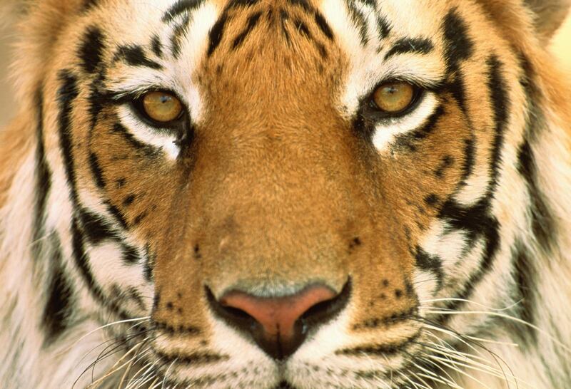 Male Bengal tiger's face (Panthera tigris tigris), full frame