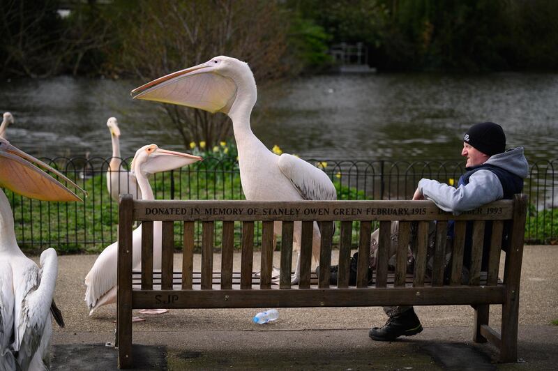 A great white pelican shares a park bench with a man in London, England. Getty Images