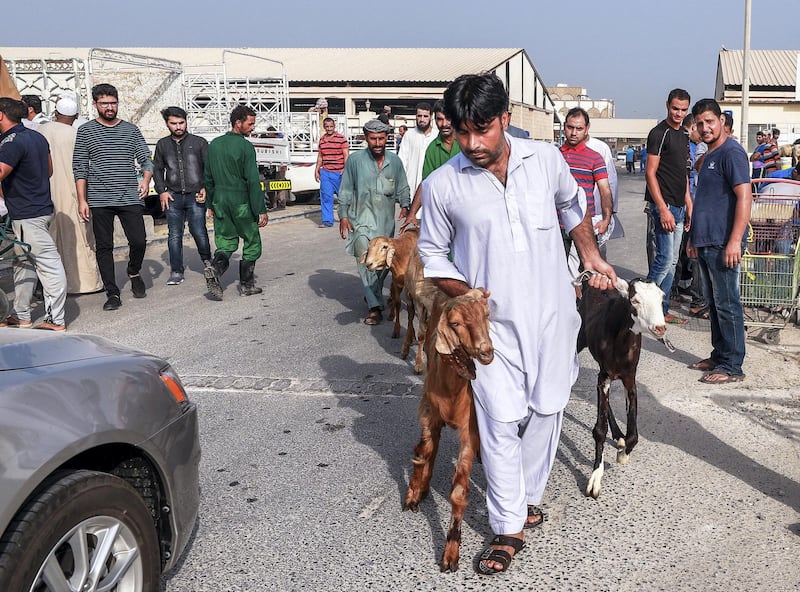 Abu Dhabi, U.A.E., August 22 , 2018.  Livestock shoppers for the second day of Eid Al Adha at the Abu Dhabi Livestock Market and the Abu Dhabi Public Slaughter House (Abu Dhabi Municipality) at the  Mina area. --  A livestock market worker delivers livestock to be processed across the street to the Abu Dhabi Municipality  Public Slaughter House.
Victor Besa/The National
Section:  NA
For:  stand alone and stock images