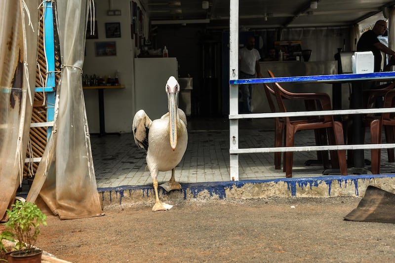 Beirut, Lebanon, 11 September 2020. Ovi the pelican waddles around his adpoted home, Abou Mounir Fish Cafe. Elizabeth Fitt for The National