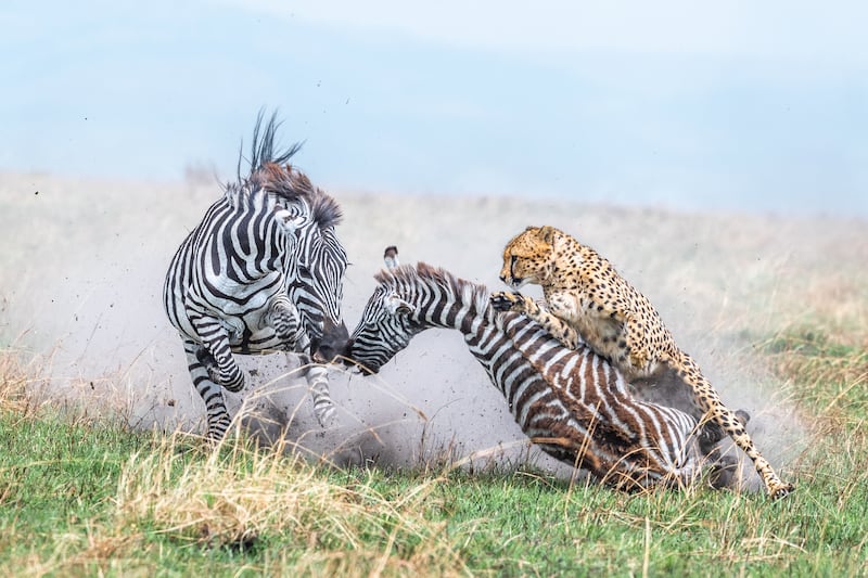 Gold award winner in the Behaviour - Mammals category: Mother zebra and her foal being attacked by a cheetah in Kenya, taken by Alexander Brackx