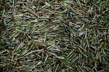 Chopped sugar cane at the entrance of a sugar mill in Cuba. REUTERS