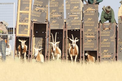 A herd of 25 Scimitar-horned Oryx (SHO) has arrived safely to their new home in the Ouadi RimŽ-Ouadi Achim Reserve. This latest translocation is part of the reintroduction programme of the Environment Agency Ð Abu Dhabi (EAD), the Government of Chad - Ministry of Environment and Fisheries and the Sahara Conservation Fund (SCF). (Photo Courtesy-Abu Dhabi Enviroment Agency) *** Local Caption ***  Oryx being released into their expansive pre-release pen.jpg