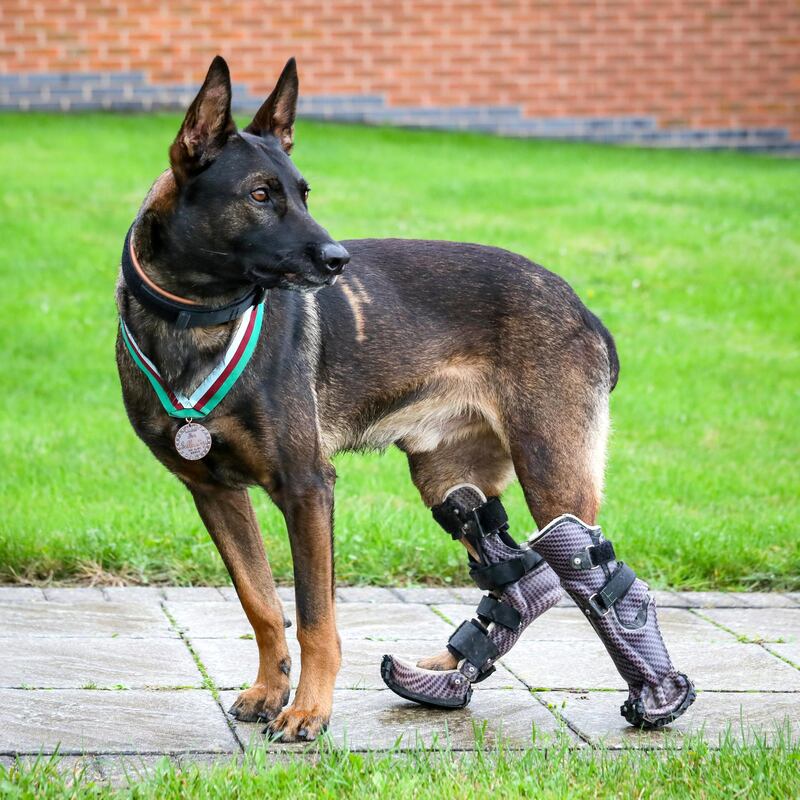 Retired military dog Kuno is to receive the prestigious PDSA Dickin Medal for valour – the animal Victoria Cross – after he was wounded in action while heroically saving the lives of British Forces fighting Al Qaeda.
Retired military dog Kuno is to receive the prestigious PDSA Dickin Medal for valour – the animal Victoria Cross – after he was wounded in action while heroically saving the lives of British Forces fighting Al Qaeda.
During a dangerous operation in 2019, three-year-old Belgian Shepherd Malinois Kuno and his handler were deployed in support of specialist UK and host nation forces on a compound raid against a well-armed and aggressive enemy when they came under attack.
Pinned down by grenade and machine-gun fire from an insurgent, the assault force was unable to move without taking casualties.
Without hesitation, Kuno charged through a hail of gunfire to tackle the gunman, breaking the deadlock and changing the course of the attack, allowing the mission to be completed successfully.
During the assault Kuno was wounded by bullets in both back legs. He was given life-saving treatment by his handler and by medics in the back of a helicopter.
His injuries were so severe he required several operations before he was stable enough to fly back to the UK. Sadly, part of one of Kuno’s rear paws had to be amputated to prevent life-threatening infection.
But now he is thriving after becoming the first UK military working dog to be fitted with custom made prosthetic limbs.Hospital. Picture by Shaun Fellows / Shine Pix Ltd 
 Notes to Editors
At PDSA we believe that every pet deserves to live a happy and healthy life. As the UK’s leading veterinary charity, with 51 Pet Hospitals and over 380 Pet Practices, we strive to improve pets’ lives – through prevention, education and treatment.
Every year our dedicated veterinary teams carry out 2.7 million treatments on 470,000 pets. For media enquiries contact the Press Office on 01952 797234, email pr@pdsa.org.