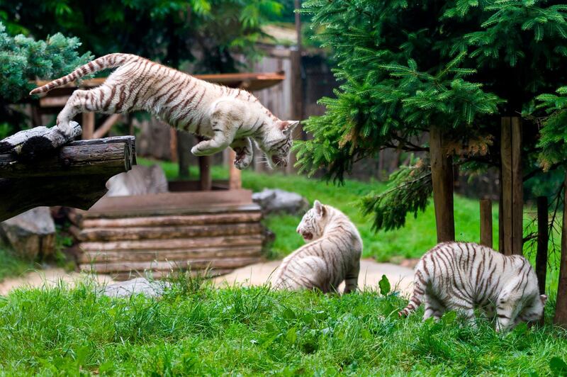 White tiger cubs  - which were born in February  - play in an enclosure at Amneville Zoo in Amneville, eastern France. Jean-Christophe Verhaegen / AFP