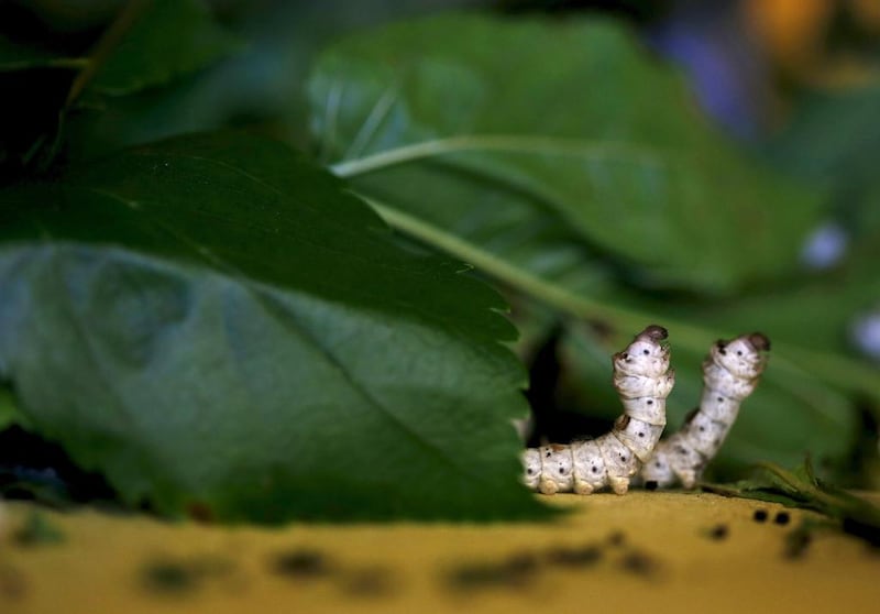 Silkworms munch on piles of locally-grown mulberry at the CRA agricultural research unit in Padua. Alessandro Bianchi / Reuters