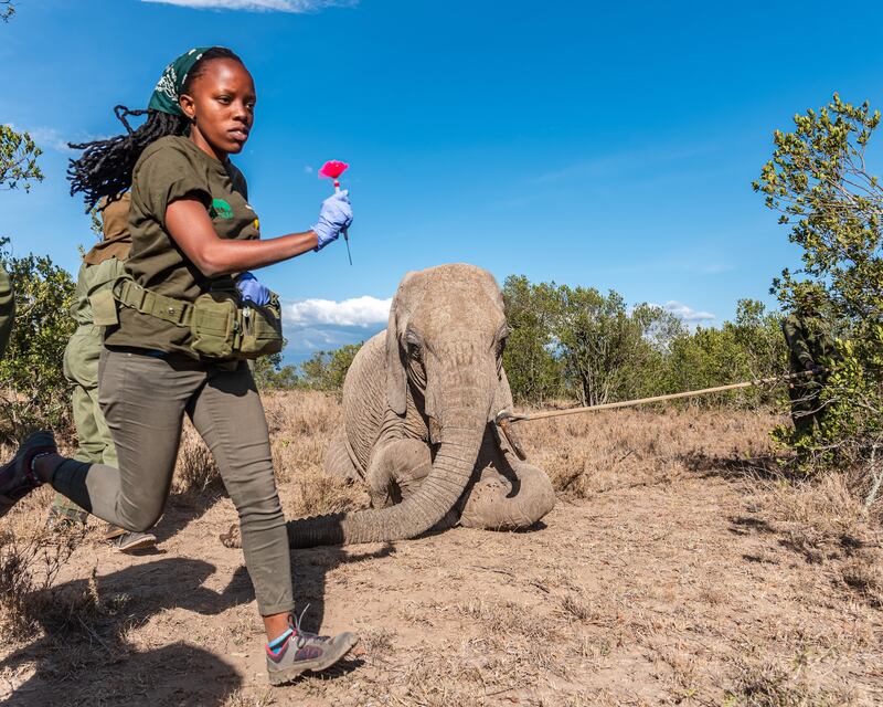 Honourable Mention, People and Nature, Marvin Mwarangu, Kenya. A veterinarian works quickly to diagnose and treat an elephant calf wound.