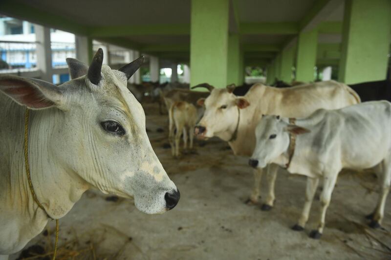 Cows are kept in a shelter ahead of the expected landfall of cyclone Amphan Midnapore, West Bengal. AFP