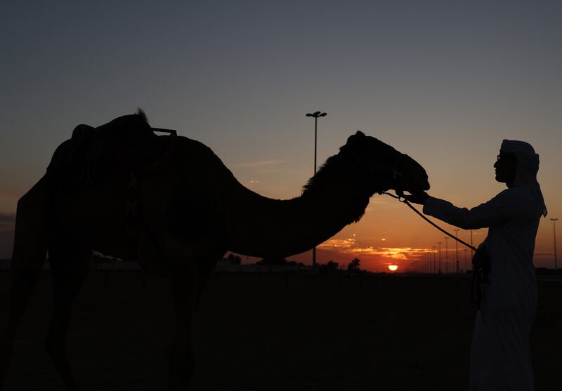 A camel cools down after the final race of the Female Camel Racing Series C1 Championship season 2022-2023 at the Al Marmoom Camel Racing Track.