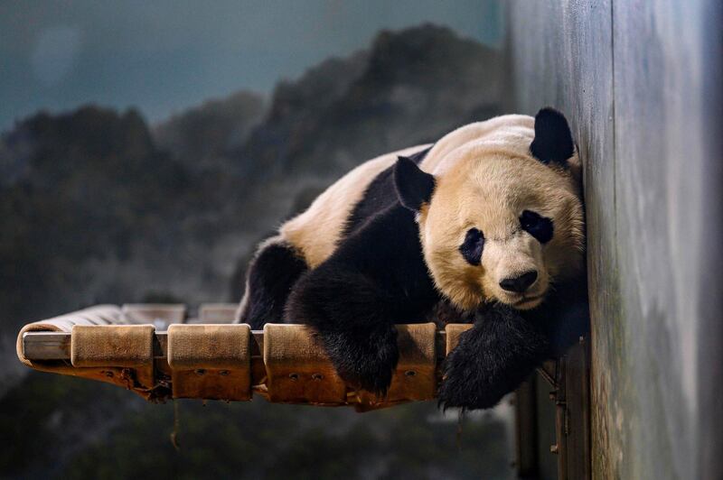 Giant panda Bei Bei rests at the Smithsonian's National Zoo in Washington, DC.  AFP