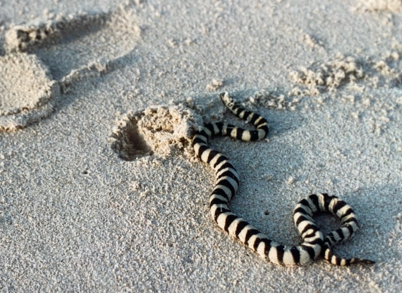 Residents learnt to steer clear of sea snakes, 'even if they looked dead, as they were usually waiting for the tide to take them back out into the open water'. Photo: Joanne Westeng