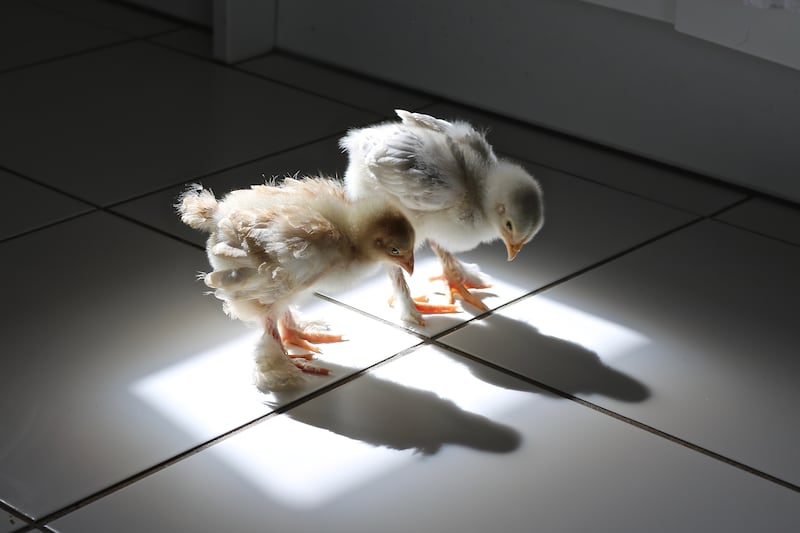 All Other Creatures Category Winner - 'The Eureka Moment!' by Sophie Bonnefoi. 'Cutie and Speedy are two chicks hatched from eggs placed in an incubator at home in August 2020. They spent their first few weeks indoors. They were curious about everything - this is the day they discovered their own shadow.'