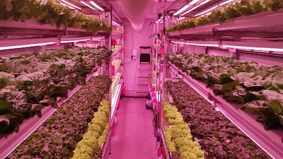A new vertical smart farm in Abu Dhabi's Masdar City can produce leafy greens all year round using 90-95 per cent less water than conventional farms. Courtesy: Masdar City